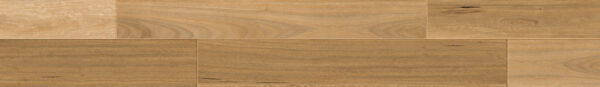 Blackbutt